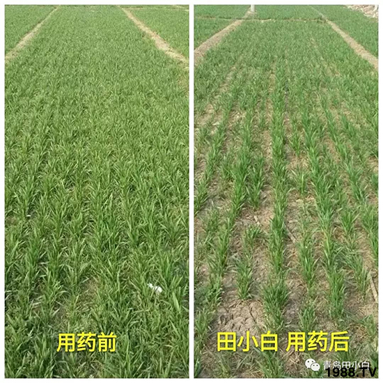 小麥雜草，節(jié)節(jié)麥泛濫成災(zāi)，怎么辦？小麥除草劑怎么選