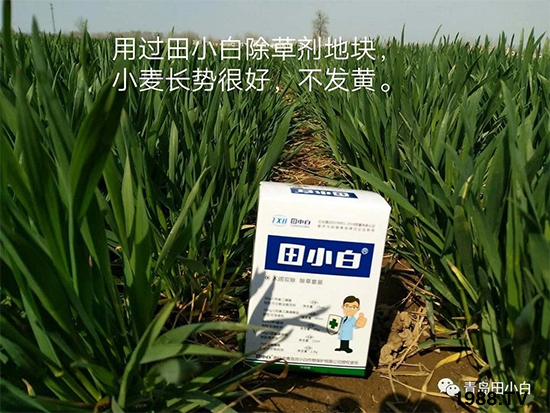 小麥雜草，節(jié)節(jié)麥泛濫成災(zāi)，怎么辦？小麥除草劑怎么選