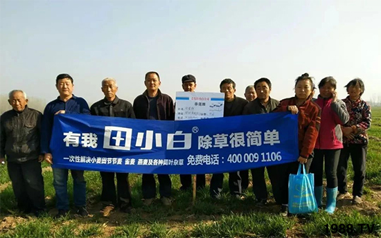 小麥雜草，節(jié)節(jié)麥泛濫成災(zāi)，怎么辦？小麥除草劑怎么選