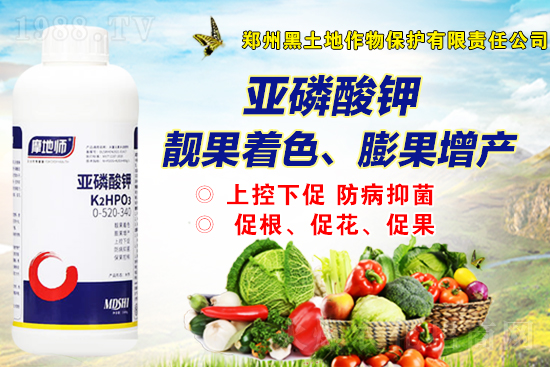 2022年2月19日磷銨新報價是多少?