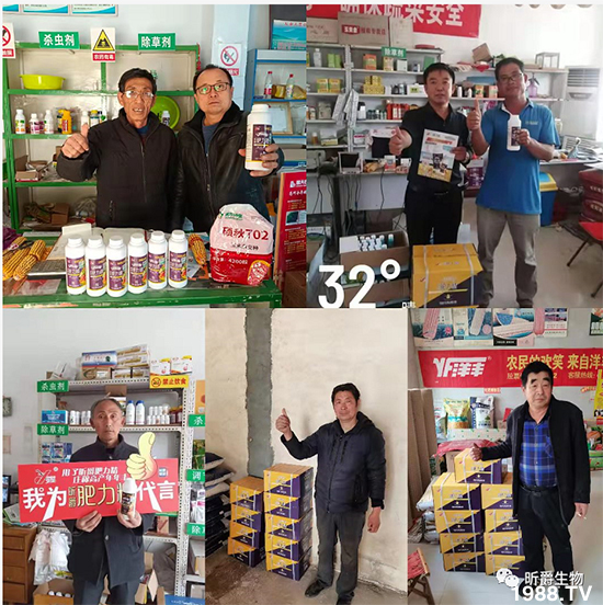 用過肥力精的小麥莖桿桿粗壯根系發(fā)達(dá)