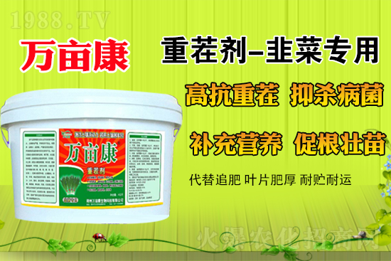 韭菜什么時(shí)候種更合適?春季露地韭菜管理方法及注意事項(xiàng)