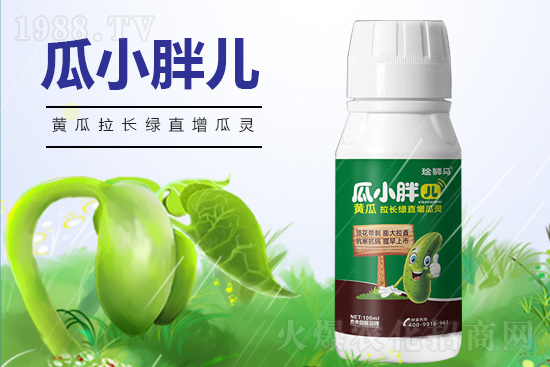 黃瓜什么時候澆水？黃瓜哪些階段需要澆水？