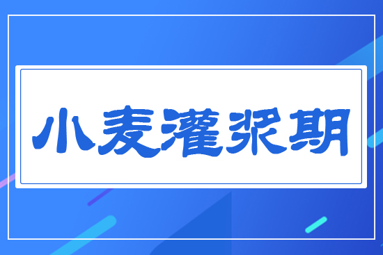 小麥灌漿期