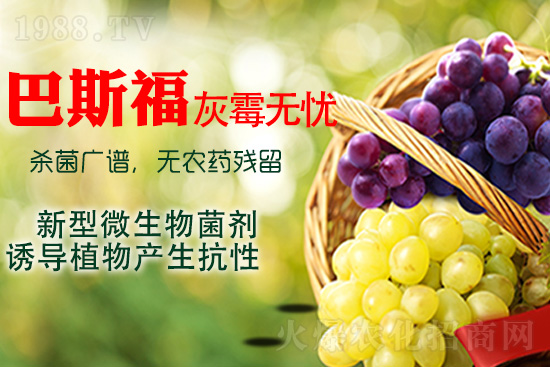 葡萄灰霉病該如何解決？灰霉病用藥建議！