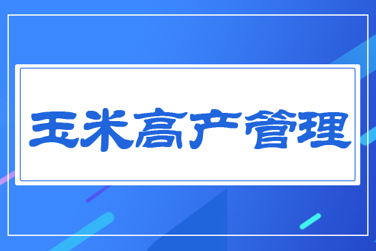 玉米高產管理