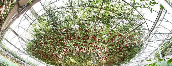 第二十三屆壽光菜博會(huì)4