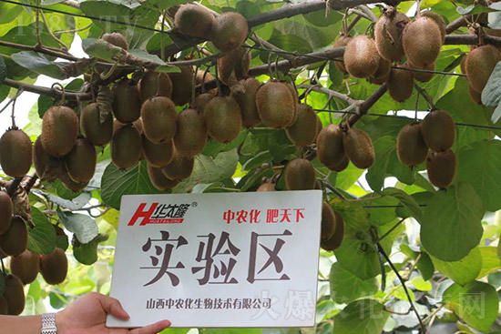 獼猴桃需肥特點(diǎn)有哪些？獼猴桃膨大肥怎么施