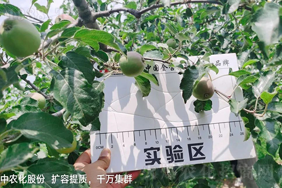     果實(shí)套袋后可減少農(nóng)藥殘留，改善果子的外觀品質(zhì)，可大大提高果品賣相，更容易出售并賣出高價，所以果樹套袋目前仍然是我國果園的主要管理方法，套袋蘋果表光就是好，也少病害。