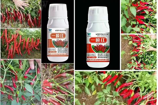 增紅率提高95%!催紅不落葉!收入翻幾番!就用辣椒一噴紅!