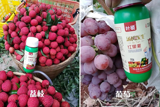 �t���ء�ֻ���D(zhu��n)ɫ�������D(zhu��n)ɫ�졢�����߼t���ó���