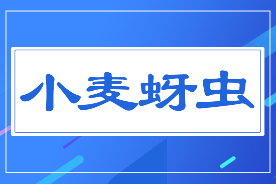 小麥蚜蟲(chóng)