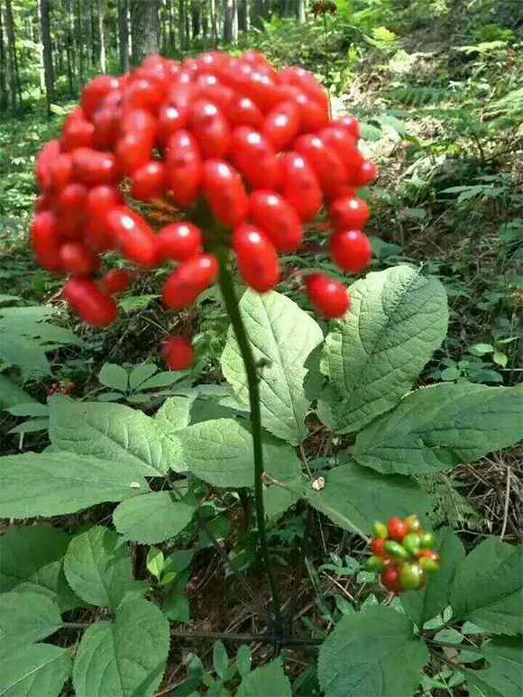 人參專用中藥源生態(tài)功能肥-生物炭-盛泰生物2