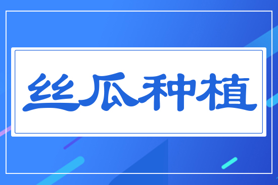 絲瓜種植