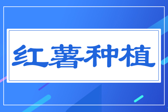 紅薯種植