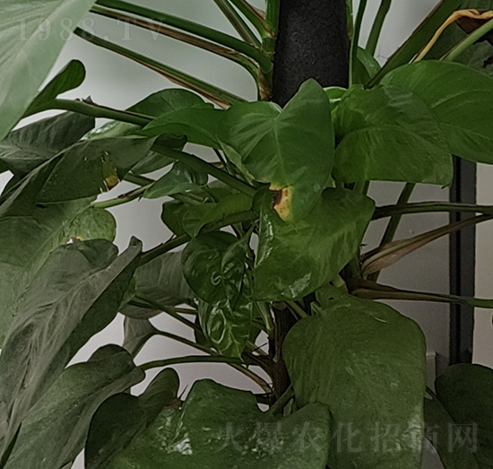 盆栽綠蘿-老李生物