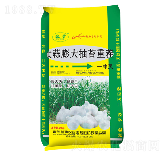 大蒜膨大抽苔重茬一噴綠-芭潤
