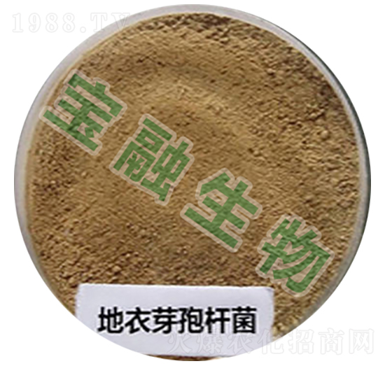 地衣芽孢桿菌-寶融生物