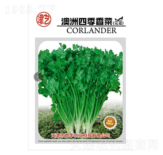 香菜種子-澳洲四季香菜-邯豐農業(yè)