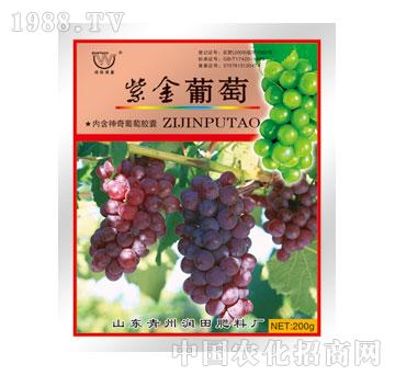 潤(rùn)田-紫金葡萄