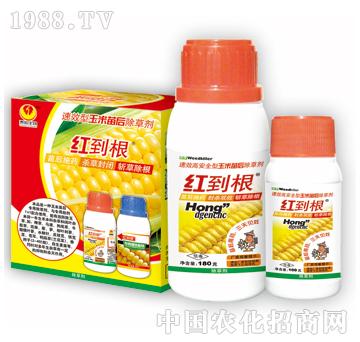 �t����-̩�