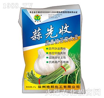 返青抽苔膨大劑-蒜先收-地邦泉