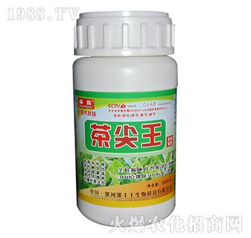 茶尖王-標(biāo)兵-漯豐王