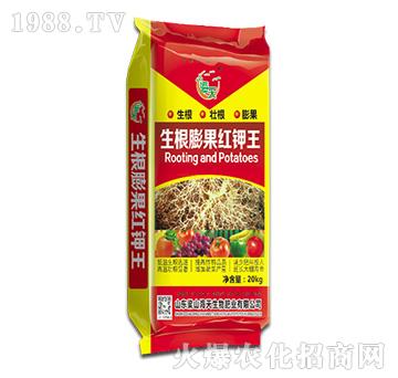 生根膨果紅鉀王-海天生物