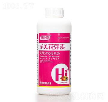 ������ѿ�� Ħ�؎�