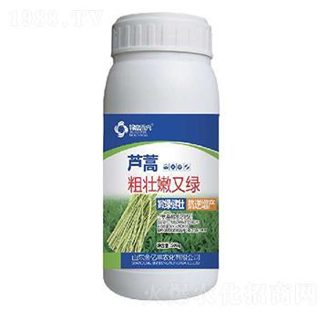 蘆蒿粗壯嫩又綠-金億豐