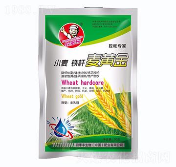 小麥鐵桿麥黃金-四季豐