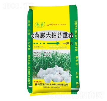 大蒜膨大抽苔重茬一噴綠-芭潤