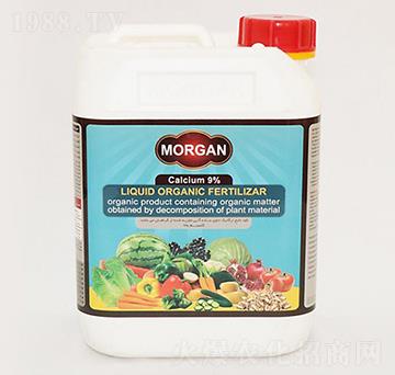 Morgan Һ�w�}��-�ָ���