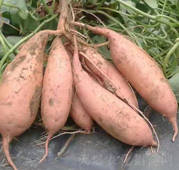 �ع������-�����S