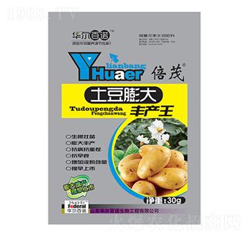 土豆膨大豐產(chǎn)王-華爾百諾