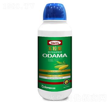 玉粒奧-棒子拉長(zhǎng)籽粒多-歐道麥