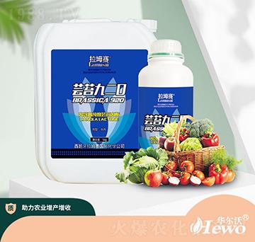 蕓苔920-拉坶賽-華爾沃