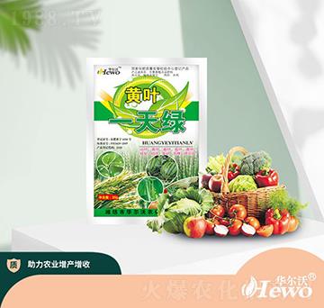 黃葉一天綠-華爾沃