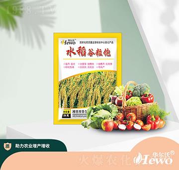 水稻谷粒飽-華爾沃