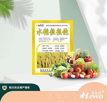 水稻粒粒飽-華爾沃