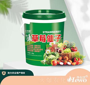 草莓仙子-華爾沃